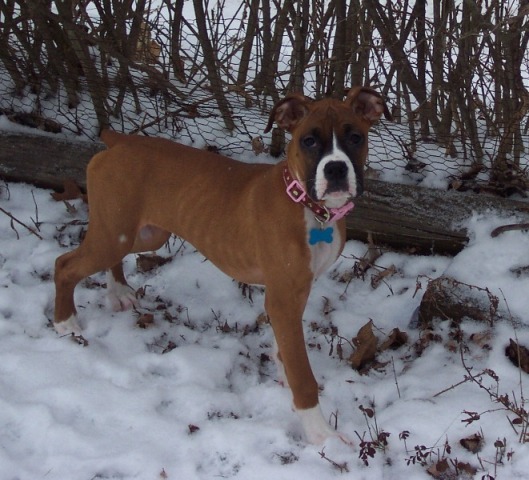 Playing in the Snow