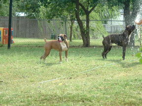 playing in the sprinkler