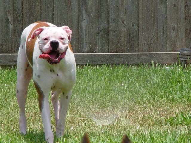 playing in the sprinklers