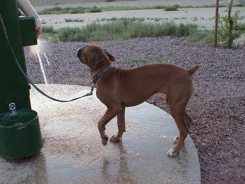 playing in the water