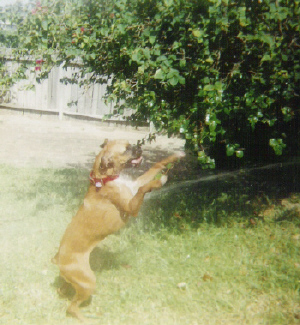 playing in the waterhose