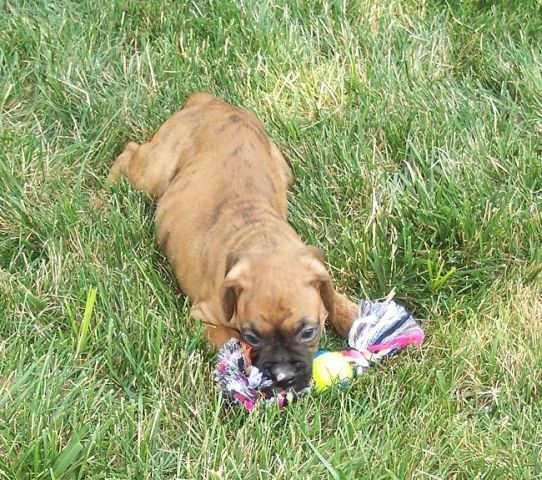 Playing in the yard