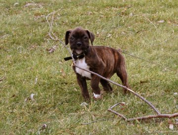 Playing in the yard