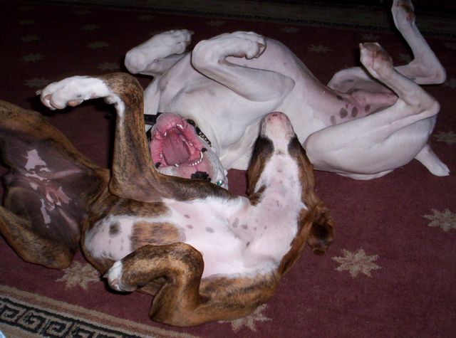 Playing on their backs!