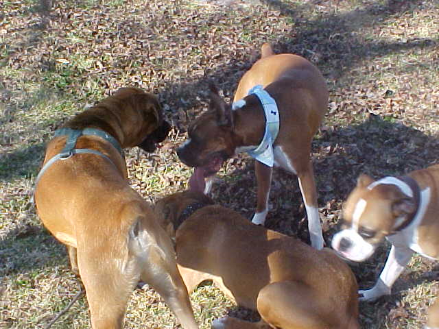Playing ring around the Toni