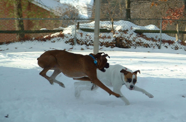 Playing together in the snow