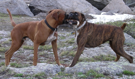 Playing tug with a stick