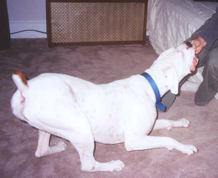 playing tug with a tennis ball