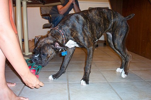 Playing Tug