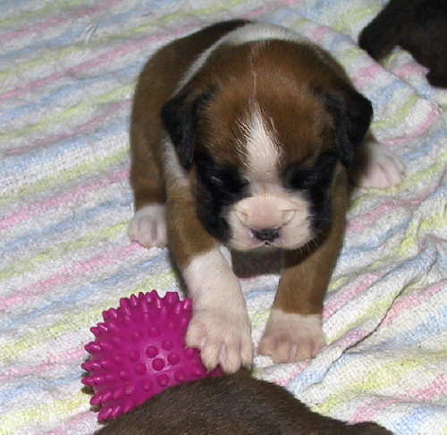 Playing with ball...