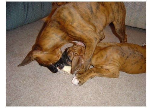 Playing with Brother