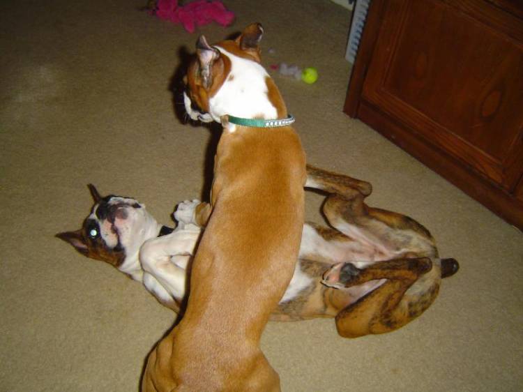 playing with colt