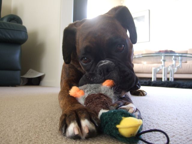 Playing with Ducky