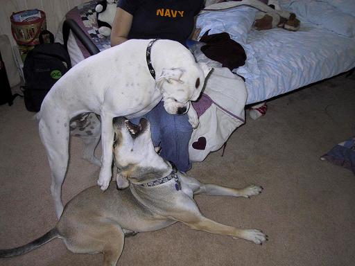 Playing With Gavin