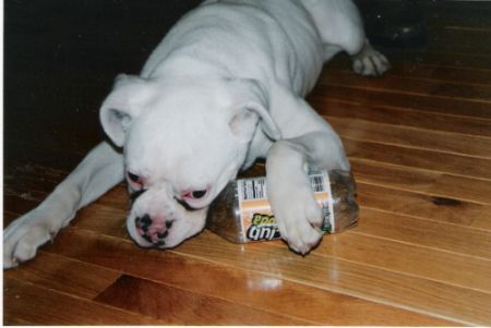 Playing with her favorite toy... a bottle