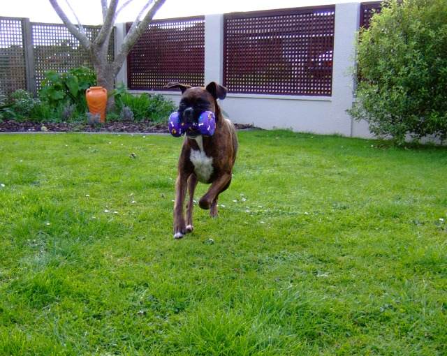 Playing with her new toy