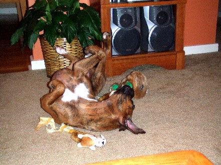 Playing with Hide-A-Squirrel
