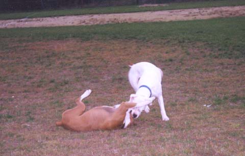 Playing with his girlfriend Zoe