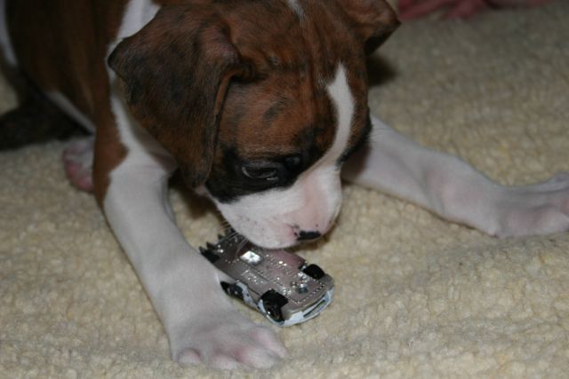 Playing with hotwheels!