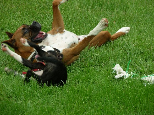 Playing with my best buddy Cricket