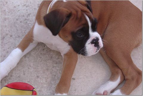 playing with my fav. ball