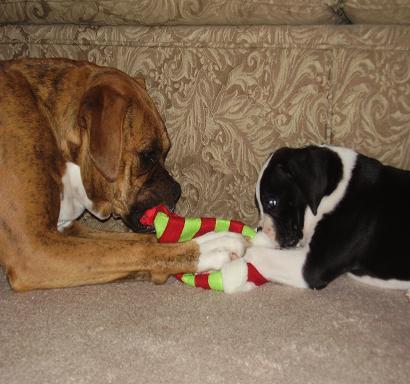 playing with the new pup