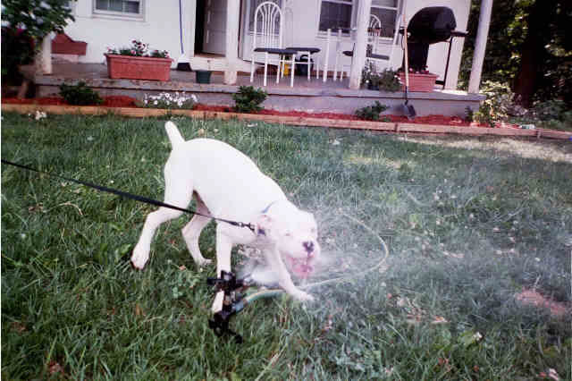 Playing with the sprinkler