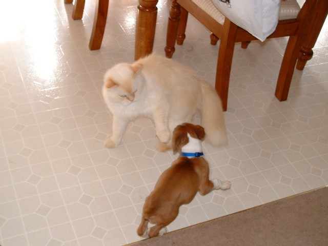 Playing with Tobee