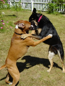 Playing