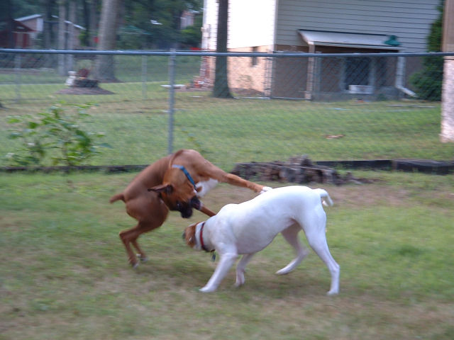 Playing