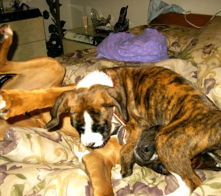 Playtime with new puppy
