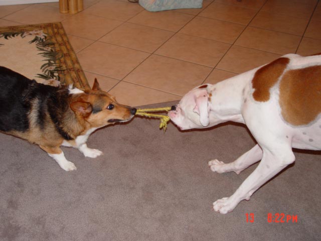 playting tug with max, his older brother