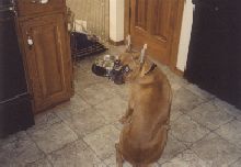 Please can I eat?
