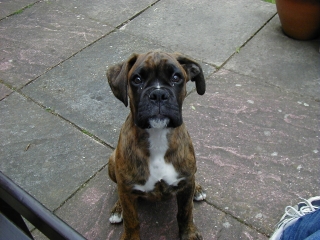 Please can I have a biscuit?