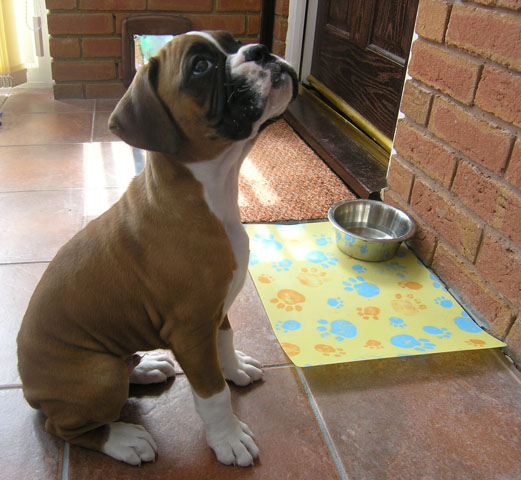 Please can I have some dinner?