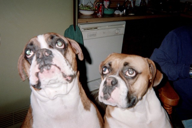 Please can we have some bones!