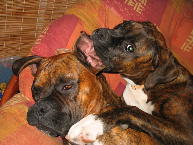 please don't bite my ear