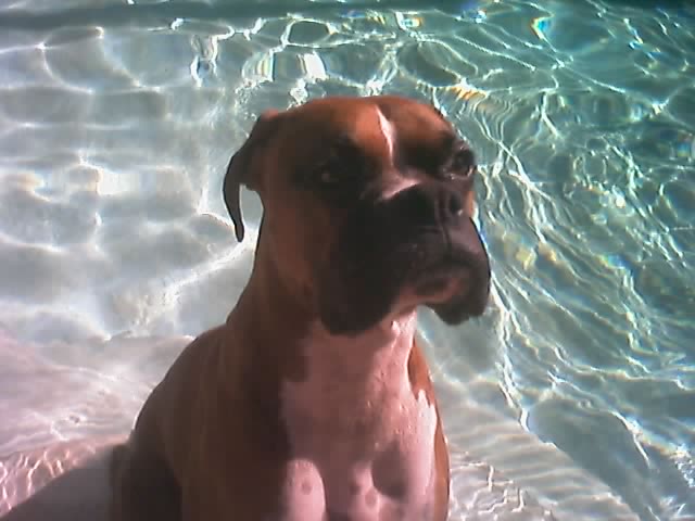 Please give me that toy, now!