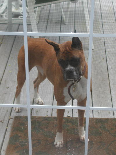 Please let me in...please...