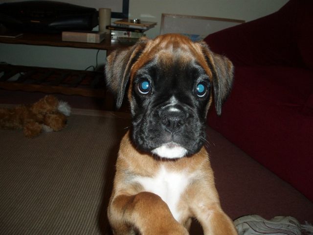 Please let me on the sofa....