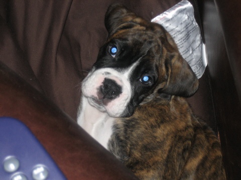 please let me on the sofa