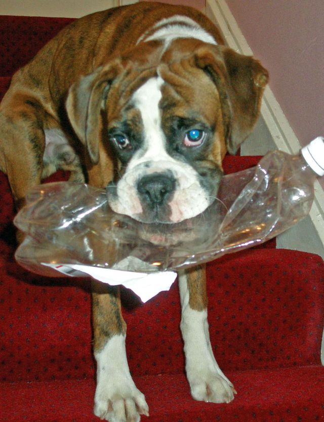 Please play with me?