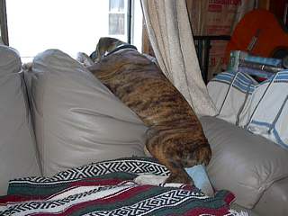 Pleeeease, can I go out?