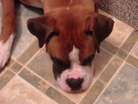 Plum tuckered out