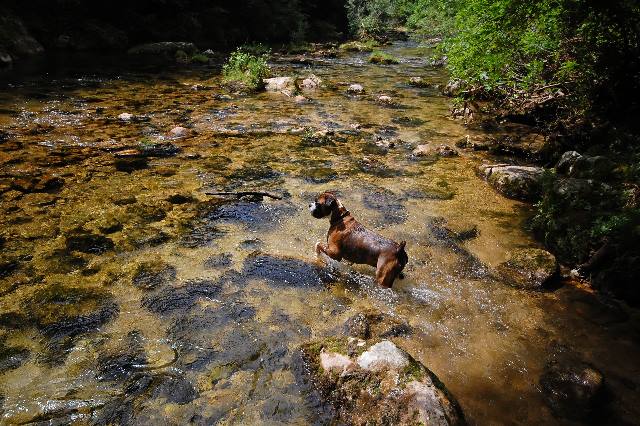 Pointer impression