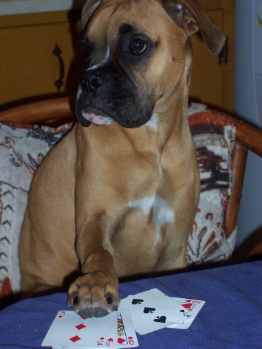 poker pup