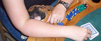 Poker Puppy