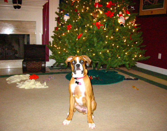 Pokey's First Christmas!