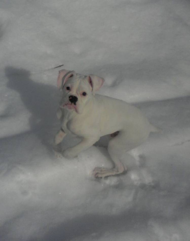 Polar in the snow!!