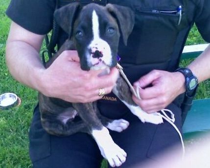 Police_Puppy